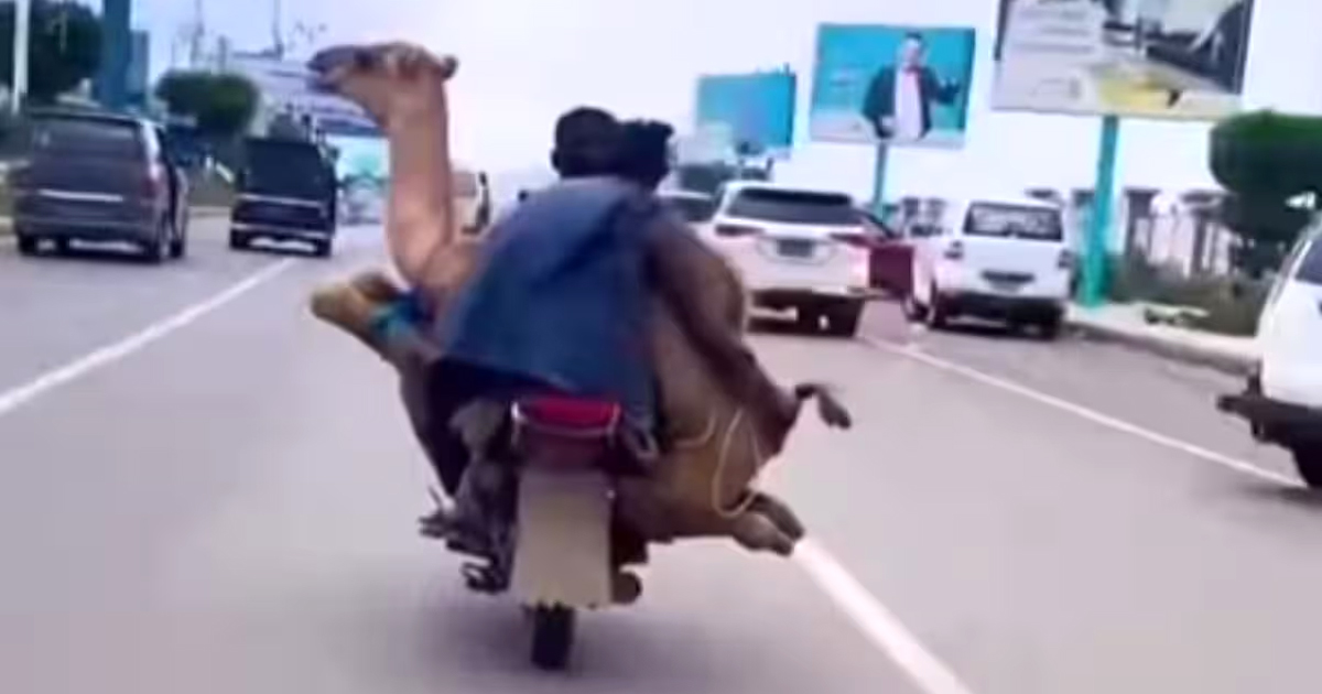 Men Carry Camel On Motorcycle, viral video